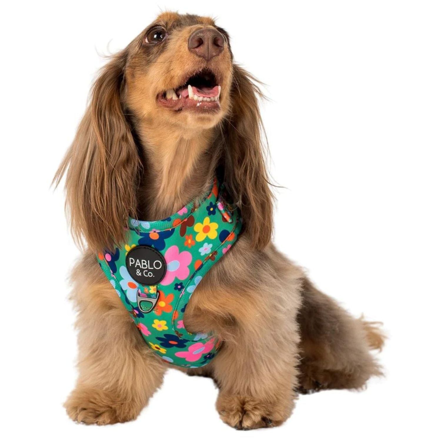 Funky shop dog harness