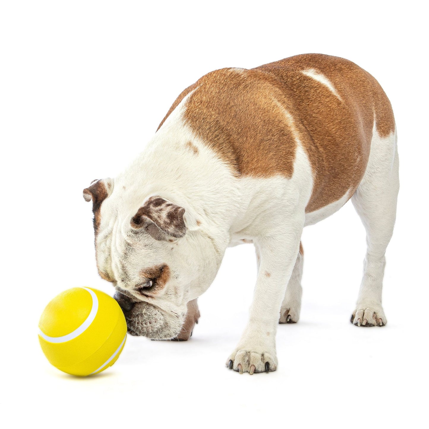 Giggling Tennis Ball Dog Toy