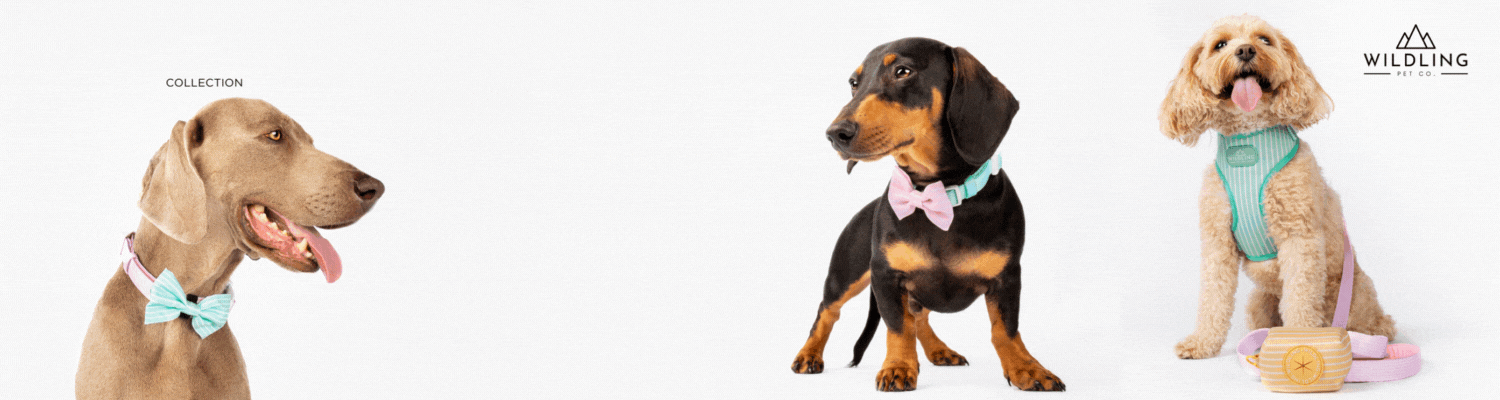 Tie On Dog Bandana Skulls  Black Puppy Bandana : Moose With Me® USA –  Woolf With Me®
