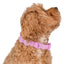 Lavender Waterproof Collar