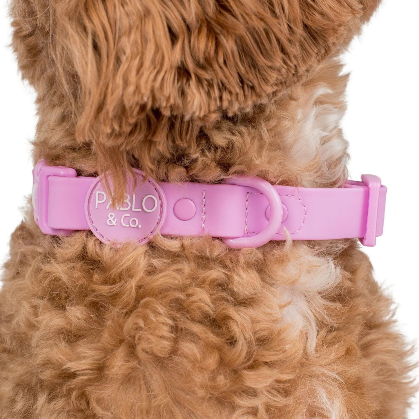 Lavender Waterproof Collar