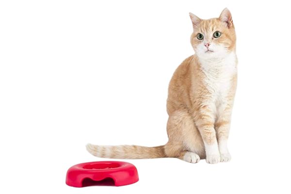 Peticular Dog And Cat Accessories For Particular Pet People