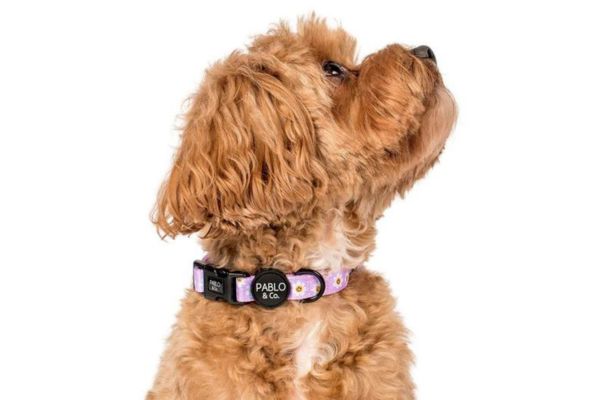 Peticular Dog And Cat Accessories For Particular Pet People