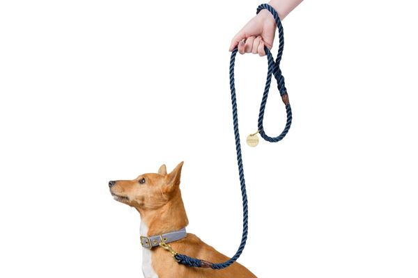 Peticular Dog And Cat Accessories For Particular Pet People