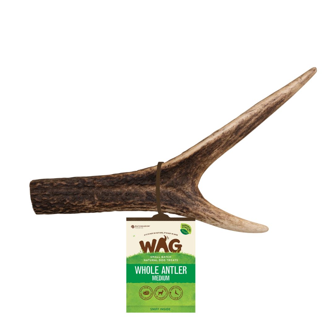 Whole Deer Antler