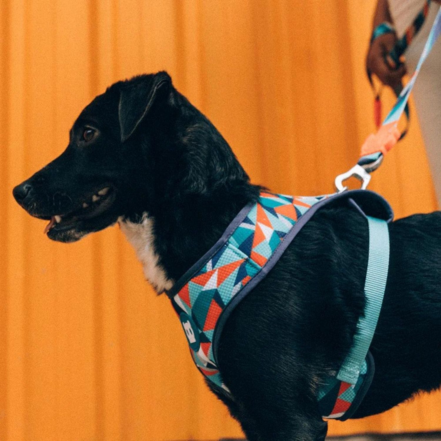 Jump air mesh dog harness best sale