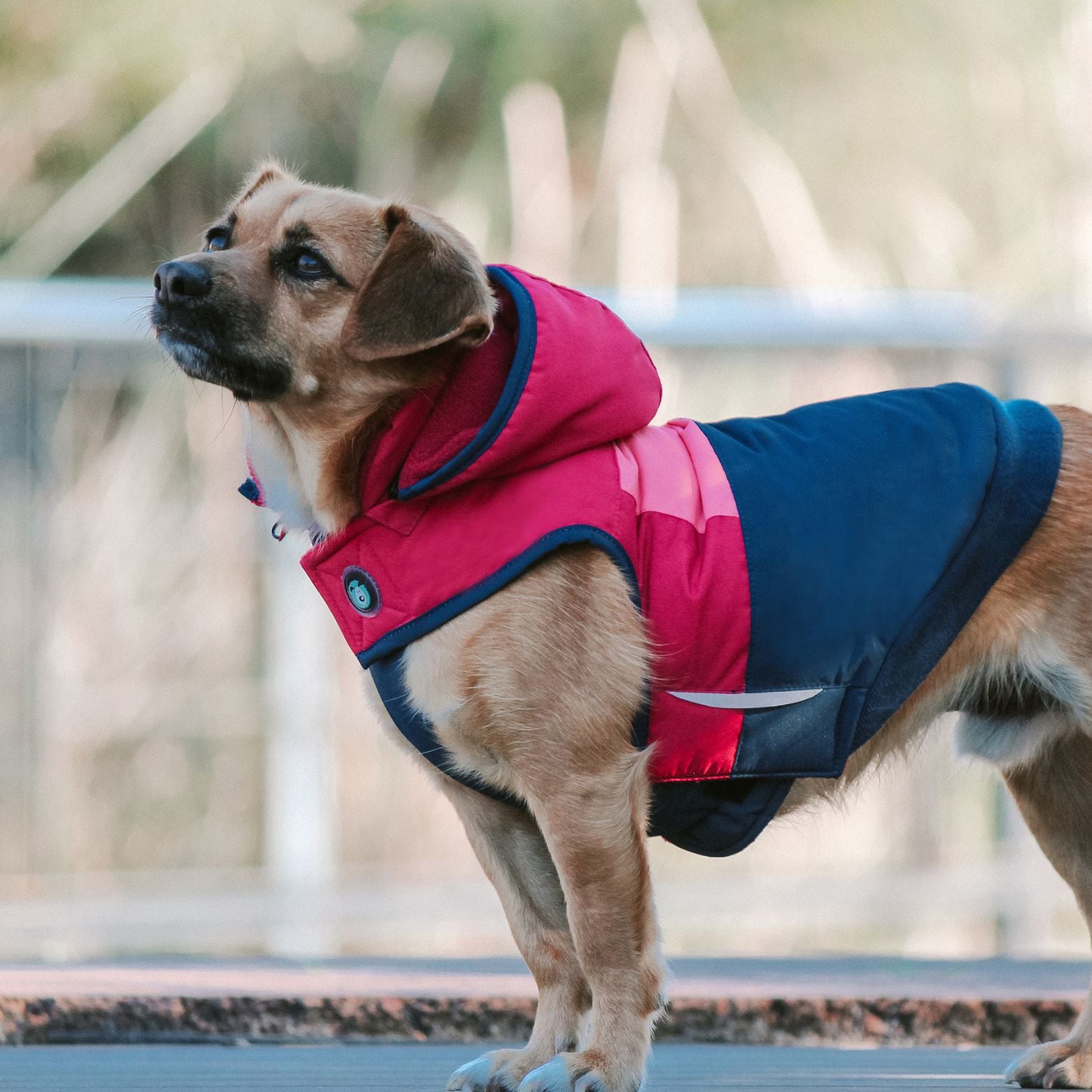 Pink waterproof shop dog coat