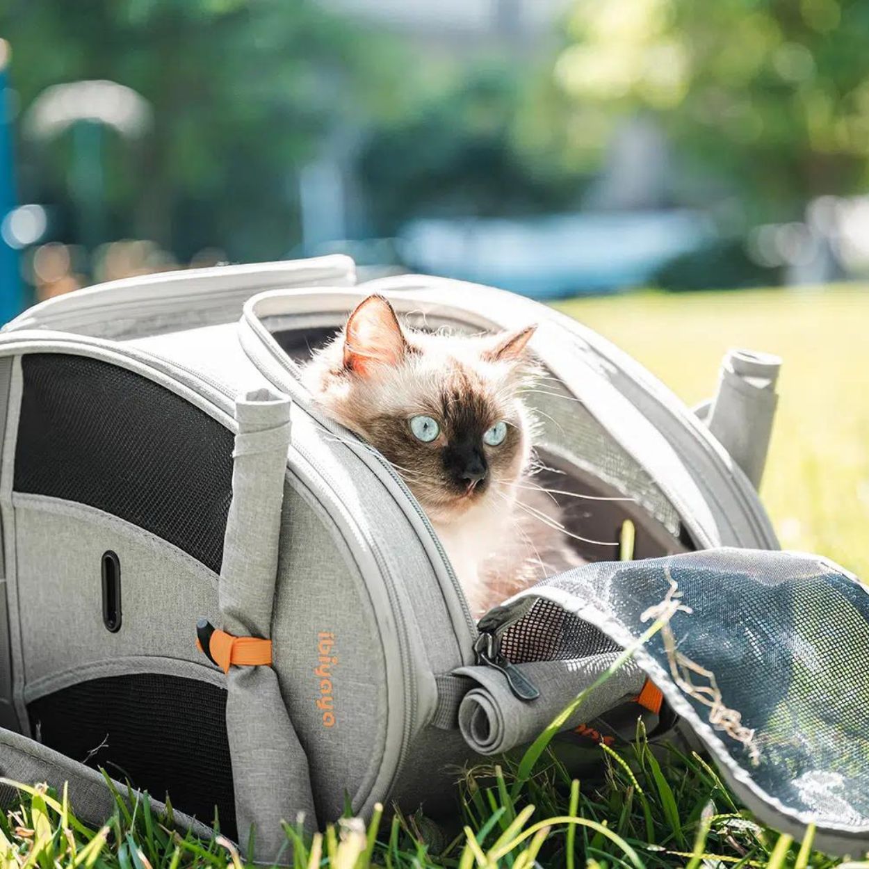 Adventure cat clearance backpack