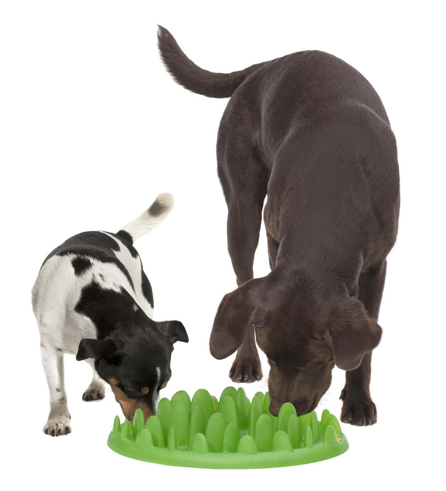 Green slow shop feeder for dogs