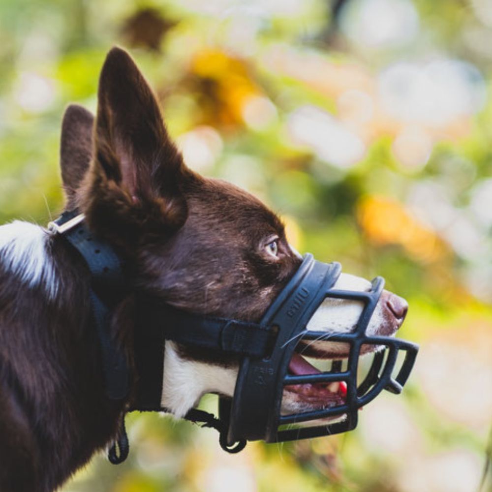 Baskerville store muzzle australia