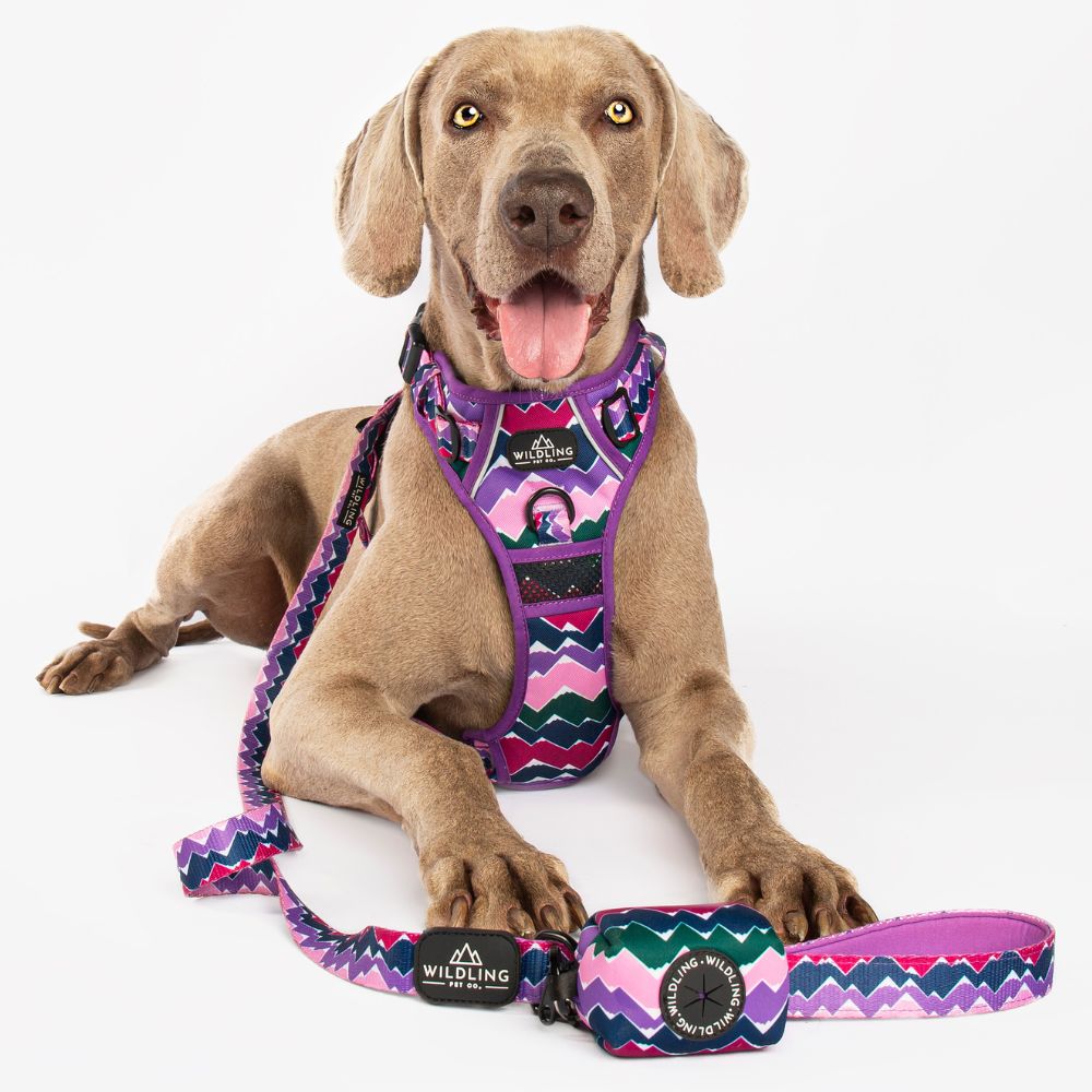 Adventure dog hot sale harness