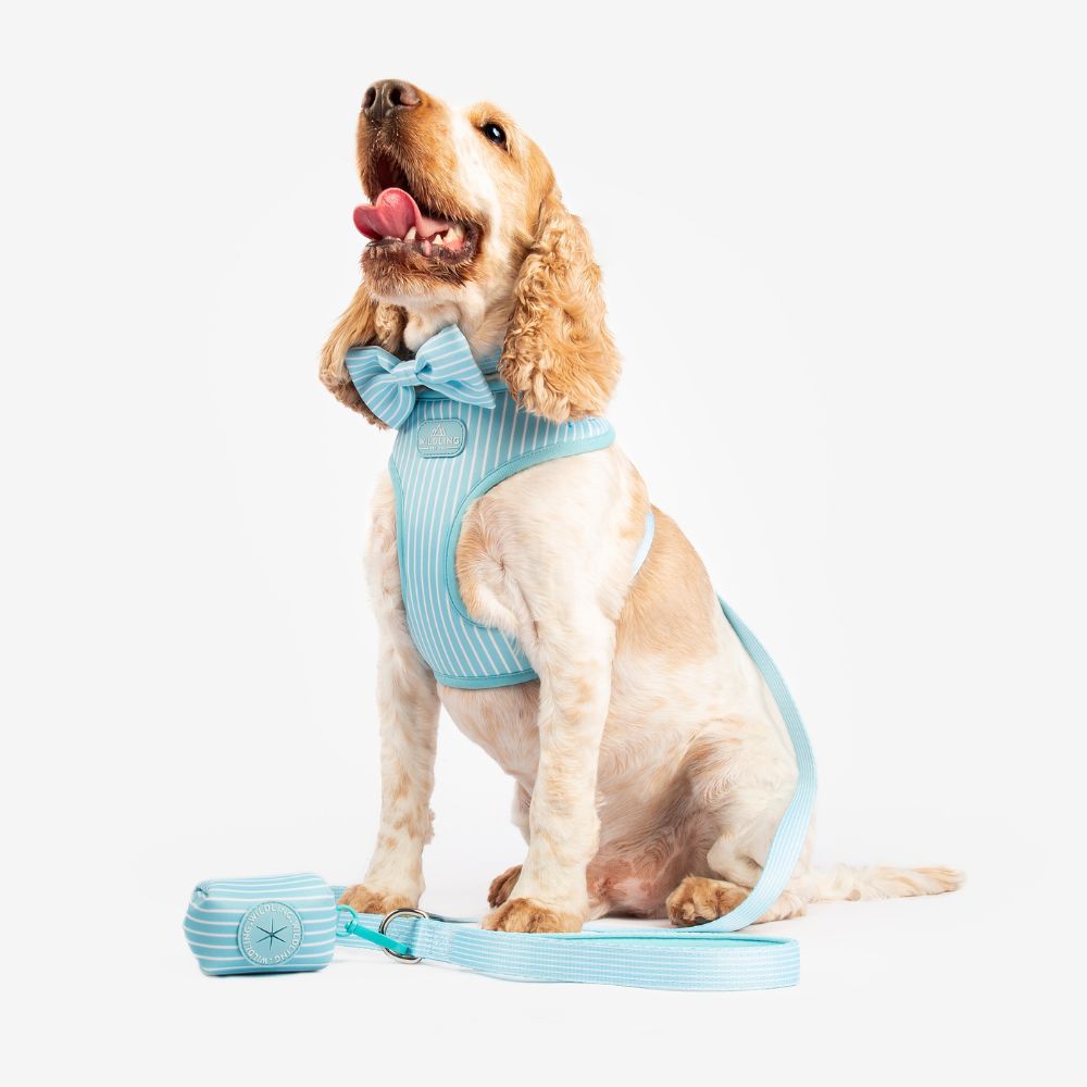 Bond and co dog clearance harness